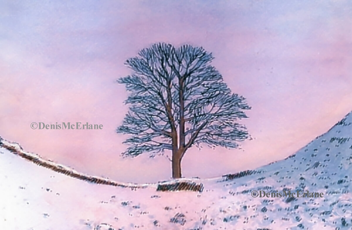 D.McErlane4